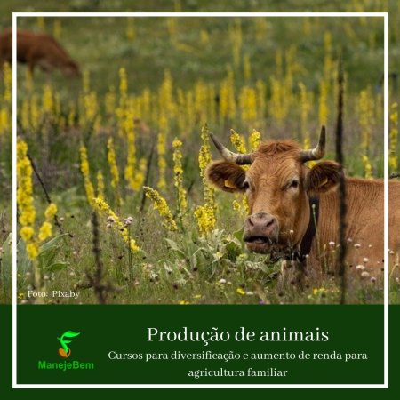 Produção de animais - Cursos para diversificação e aumento de renda para a agricultura familiar