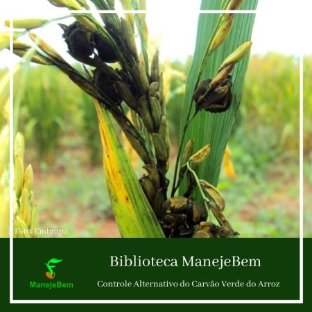 Controle Alternativo para o Arroz
