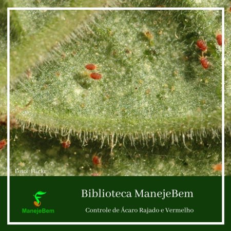 Controle cultural de Ácaro Vermelho e Rajado