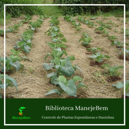 Controle de Plantas Espontâneas