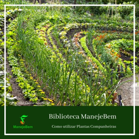 Plantas Companheiras