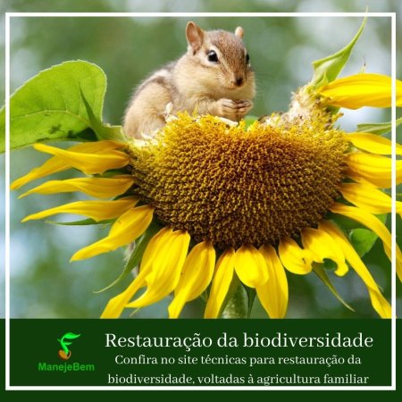 Técnicas de Restauração da biodiversidade local voltadas para a agricultura familiar