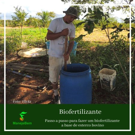 Passo a passo para preparar um biofertilizante a base de esterco bovino