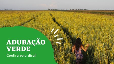 #maranhão - Adubação Verde, Plantas de Cobertura e Cobertura Morta (Mulching)