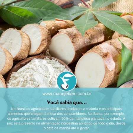 #maranhão -  Mandioca e a agricultura familiar