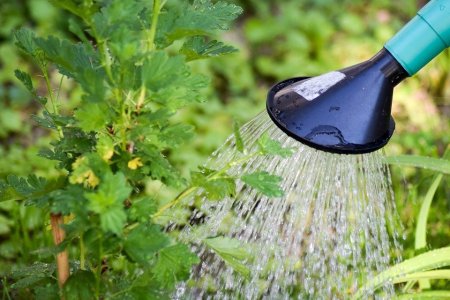 #maranhão -  Sistemas de irrigação para o cultivo da mandioca