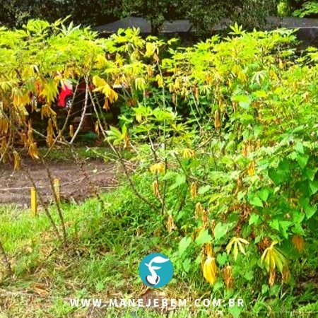 #maranhão -  Plantas daninhas/espontâneas na cultura da mandioca
