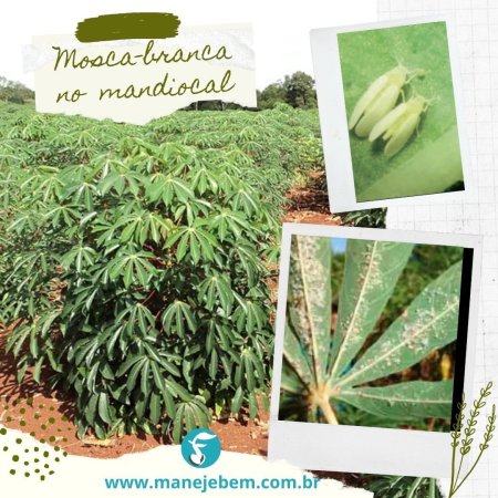  #maranhão - Mosca-branca no cultivo de mandioca e formas de controlar ela.