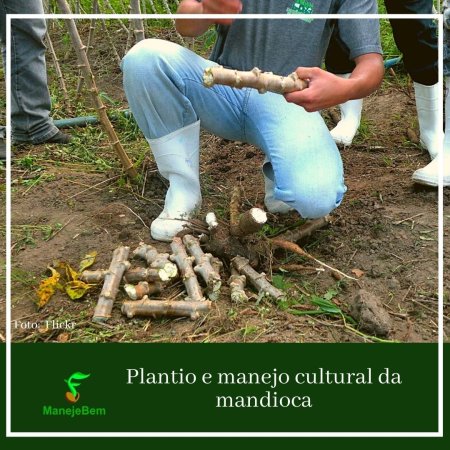 Plantio e manejo cultural mandioca
