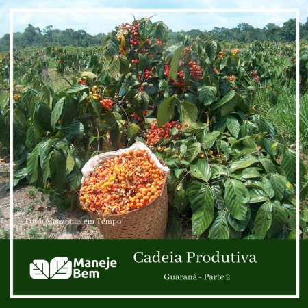Guaraná - Parte 2