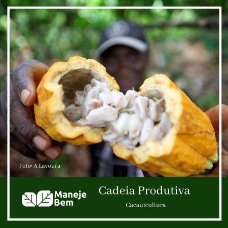 Cadeia Produtiva do Cacau