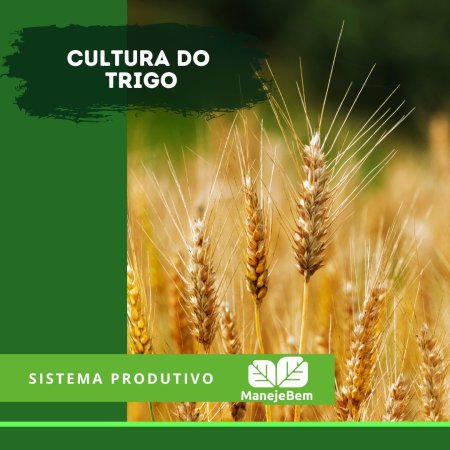 Sistema produtivo do trigo