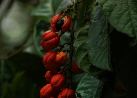 A Cultura do Guaraná | Parte 1