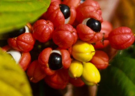 A Cultura do Guaraná | Parte 2 