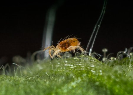 Caldas naturais para controle de ácaros em plantações