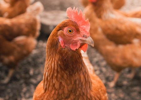 ManejeBem & Embrapa juntas pelo Desenvolvimento Sustentável na criação de Aves e Suínos – Mais uma da série “Parcerias de Peso”