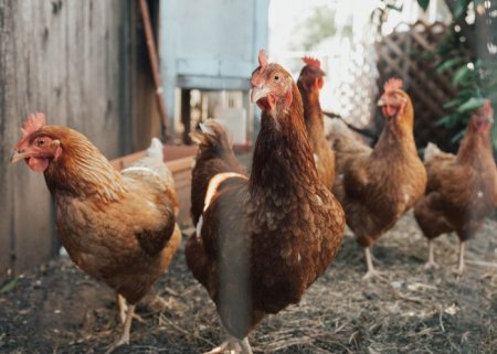 Sistemas de criação de Aves de Postura | Parte 2