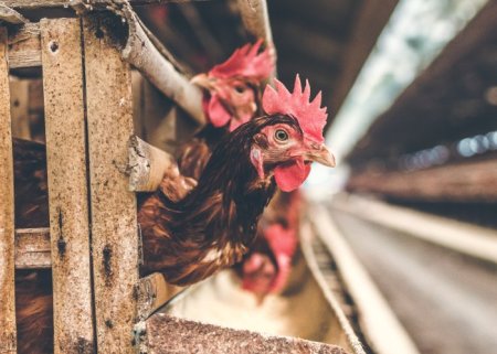Sistemas de criação de Aves de Postura | Parte 3