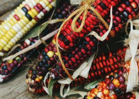 Sementes Crioulas: Sabedoria & Sustentabilidade