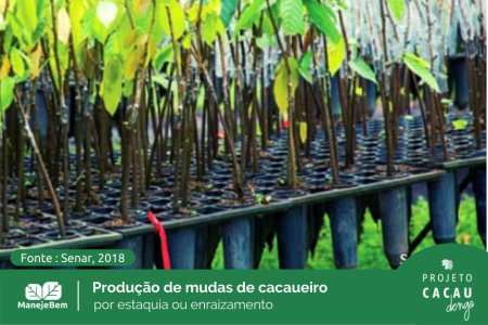 Produção de mudas de cacaueiro por estaquia ou enraizamento