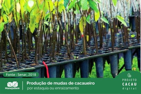 Produção de mudas de cacaueiro por estaquia ou enraizamento de estaca