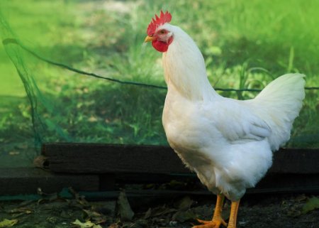 Estudo da Portaria 52 – Atualizações Sobre a Produção Animal Orgânica