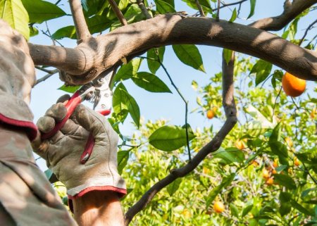  Poda de Frutíferas - Parte 2