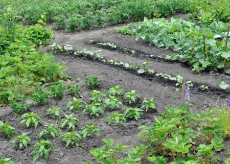 Diversidade produtiva no campo