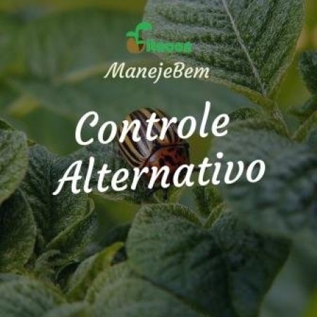 [Controle Alternativo] Extrato de folhas de Mamoeiro para controle de Pulgão