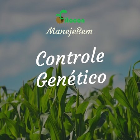[Controle Genético] Antracnose-foliar Cebola