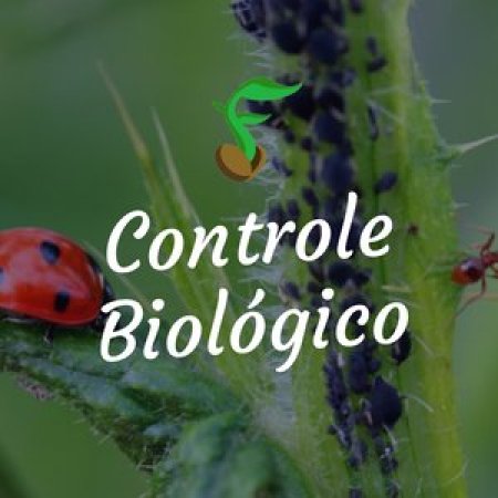 [Controle Biológico] Broca-grande-do-fruto, Lagarta-da-espiga