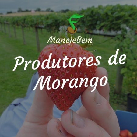 Agora Produtores de Morango tem um espaço especial dentro da Comunidade ManejeBem