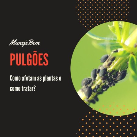 Pulgões - Como afetam as plantas e como tratar?