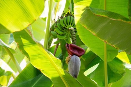 O segredo do sucesso do cultivo orgânico da bananeira está no preparo do solo