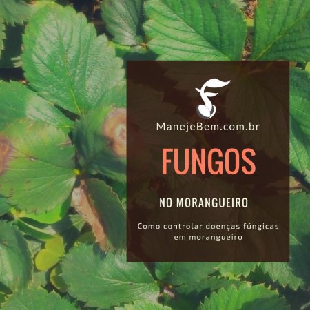 Fungos no morangueiro - Como controlar doenças fúngicas em morangueiro