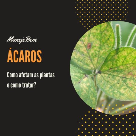  Ácaros - Como afetam as plantas e como tratar?