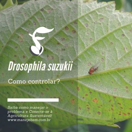 Controle da mosca da fruta (Drosophila suzukii) 