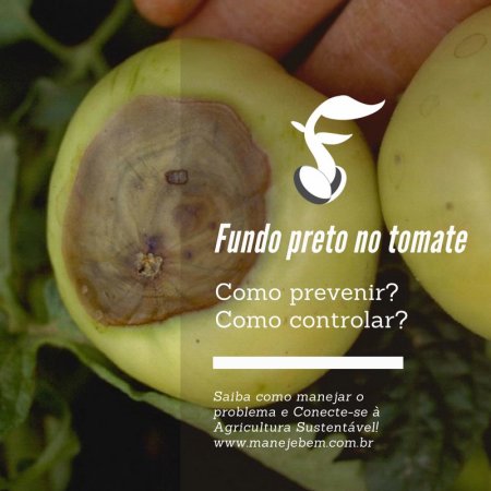 Fundo preto do tomateiro - Como prevenir e como controlar? 