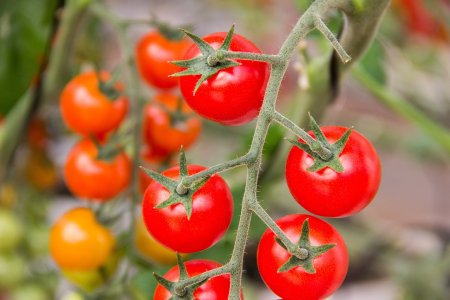 Controle Biológico de Doenças e Pragas do Tomateiro