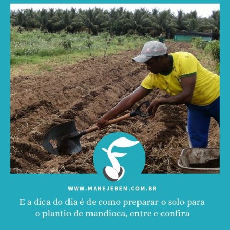 Adubação no cultivo da mandioca