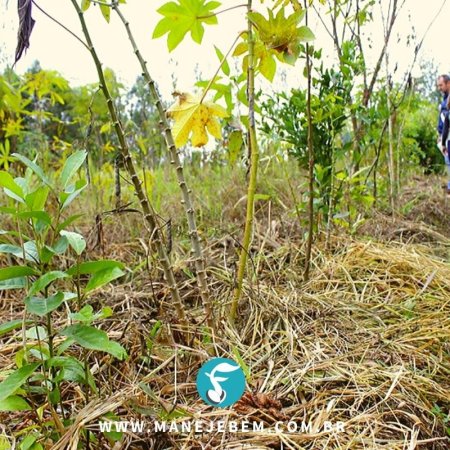Métodos de controle de plantas daninhas no cultivo de mandioca