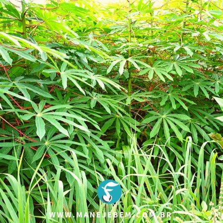 Controle químico de plantas daninhas no cultivo de mandioca