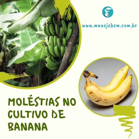 Moléstias que afetam o cultivo da bananeira - Dicas para agricultura familiar 
