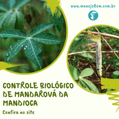 #maranhão - Passo a passo do controle de mandarová da mandioca com baculovírus