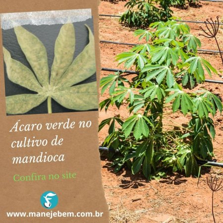Ácaro verde no cultivo de mandioca, os danos que causa e formas de controle