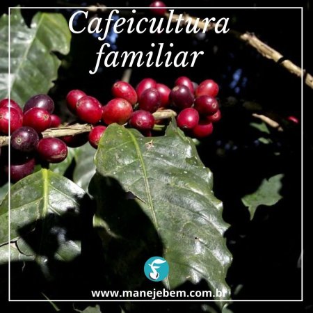 A importância econômica do cultivo de café na agricultura familiar e como diminuir os riscos econômicos