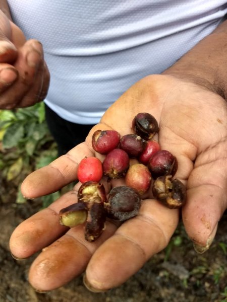 Produção agroflorestal com o café - Viagem ao Perú - Primeiro Dia