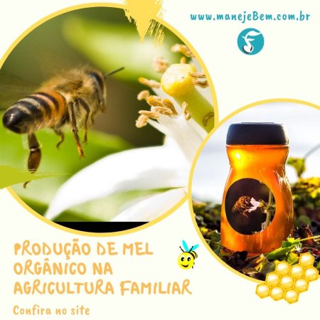 Produção de mel orgânico na agricultura familiar