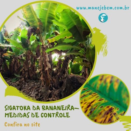 Sigatoka-amarela na bananeira - saiba identificar e controlar esta doença