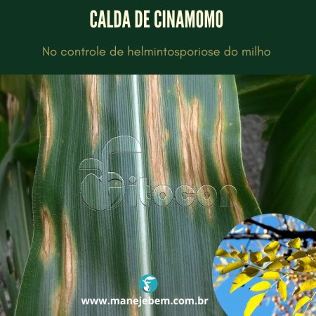 Calda de cinamomo no controle de helmintosporiose do milho